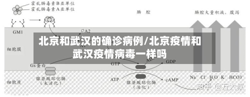 北京和武汉的确诊病例/北京疫情和武汉疫情病毒一样吗-第3张图片