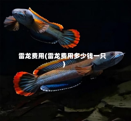 雷龙费用(雷龙费用多少钱一只)