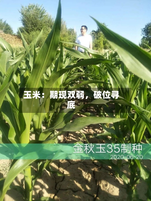玉米：期现双弱	，破位寻底-第1张图片